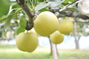 Get to know the Takasaki Jumbo Nashi (Pear)